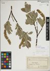 Foto von Salix lanata L.